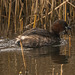 Little grebe