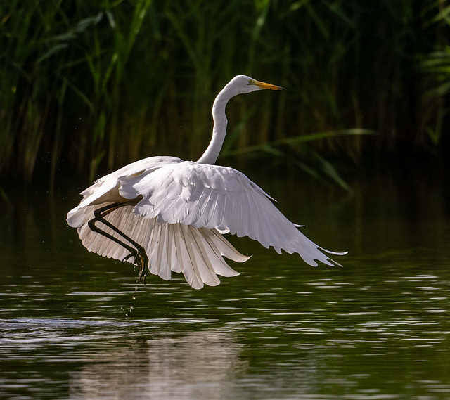 Great white egret