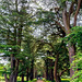Tree Tunnel at Clumber Park