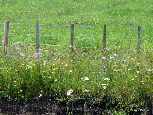 Fence Line.