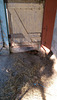 coco peeking under the stable door