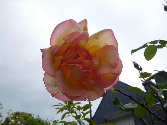 la beauté des fleurs