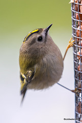 Goldcrest