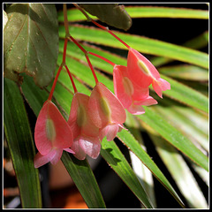 Begonia maculata