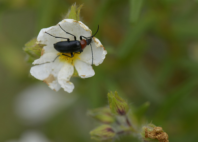 Tenebrionídeo, Heliotaurus sp.