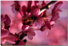 Bee in Blossom