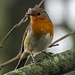 Robin