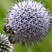 20230717 2337CP~V [D~LIP] Kugeldistel, Dunkle Erdhummel, Helle Erdhummel, Steinhummel,  Bad Salzuflen