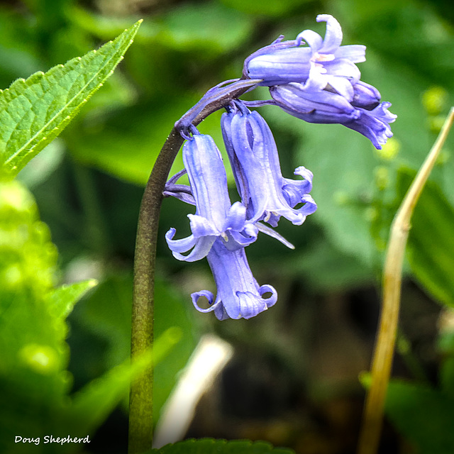 My first Bluebell of the year