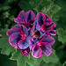 A Flower in Clumber Park