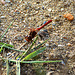 Southern Darter (Sympetrum meridionale) 2