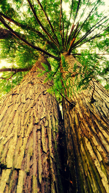 The Mighty Thuja