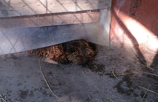 coco peeking under the stable door