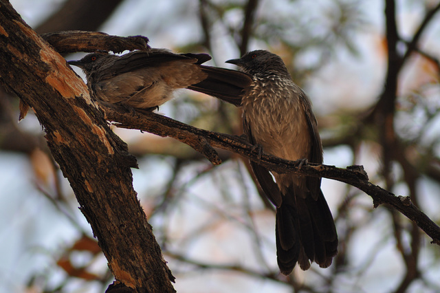 Sagostria birdo. Okavango - Delto
