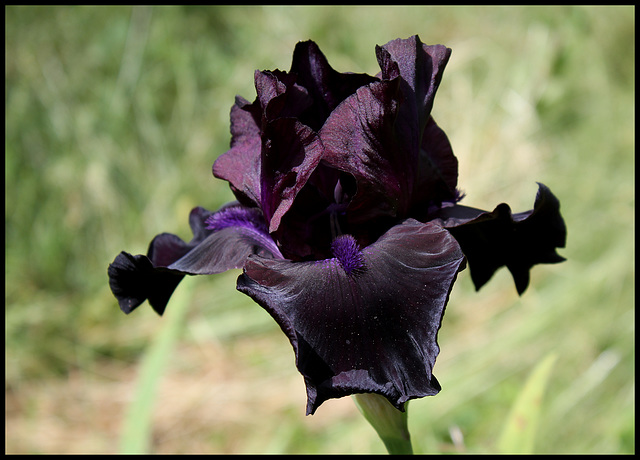 Midnight Oil (3)