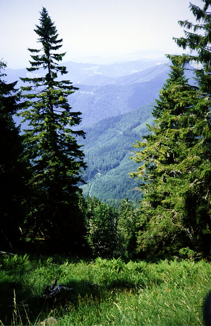 Schwarzwald