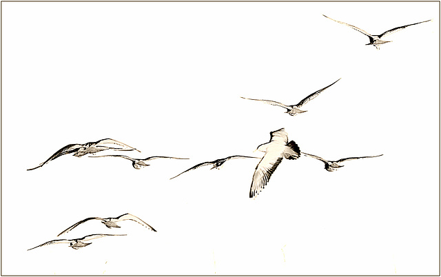 L'envol.... L'envol....