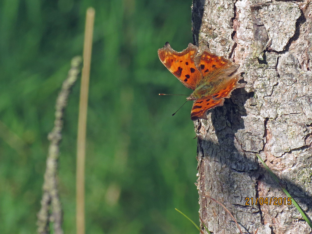 Comma