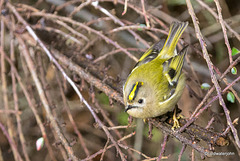 Goldcrest