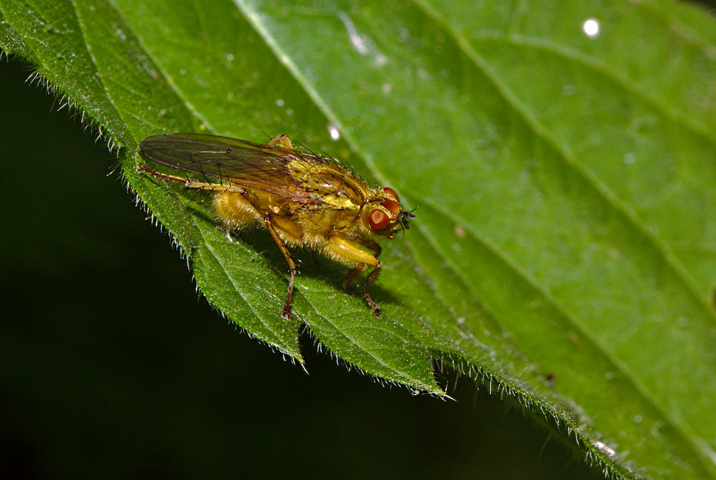 Fly IMG_1027