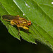 Fly IMG_1027