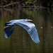 Off it went.. the grey heron departing.