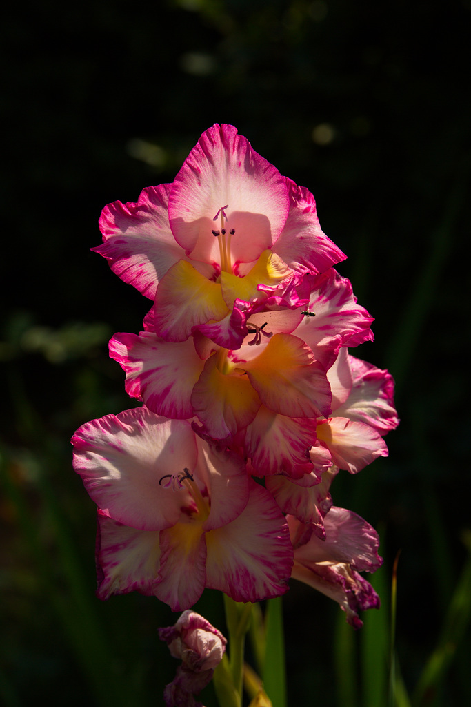 Gladiole