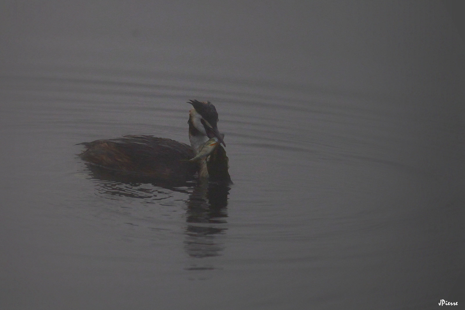 Pêche dans le brouillard