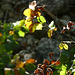20230930 -1001 Alzon paradis dodo Saint Guirral (85)