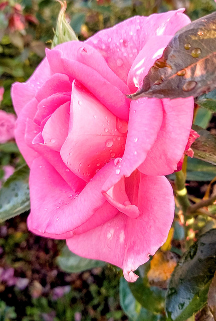 Water Drops On Rose.