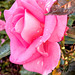 Water Drops On Rose.