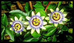 Passiflora caerulea