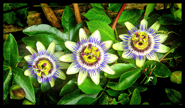 Passiflora caerulea