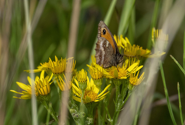 Gatekeeper butterfly