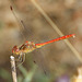 Southern Darter (Sympetrum meridionale) (3)