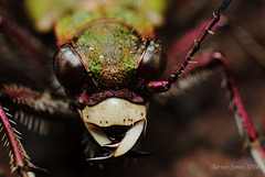 Green Tiger Beetle Portrait