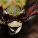 Green Tiger Beetle Portrait