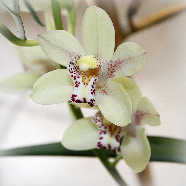 Cymbidium