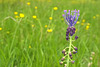 Muscari comosum - Muscari à toupet