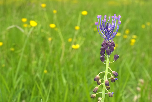 Muscari comosum - Muscari à toupet