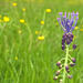 Muscari comosum - Muscari à toupet