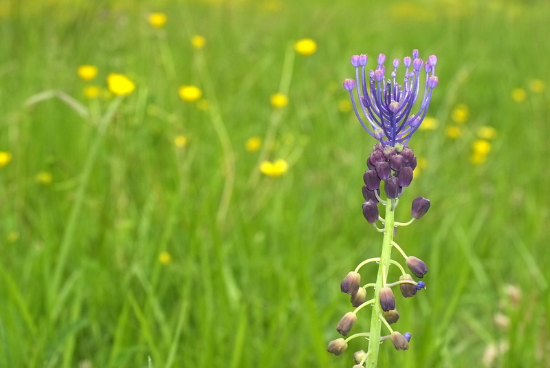 Muscari comosum - Muscari à toupet