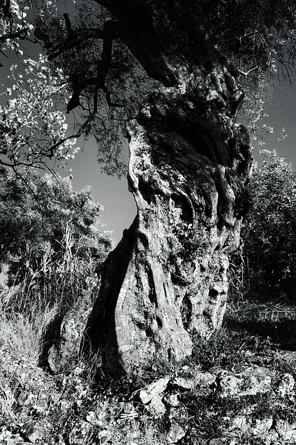 Zante 2016 X100T Olive Tree 1 mono