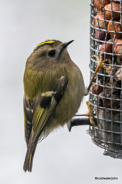 Goldcrest