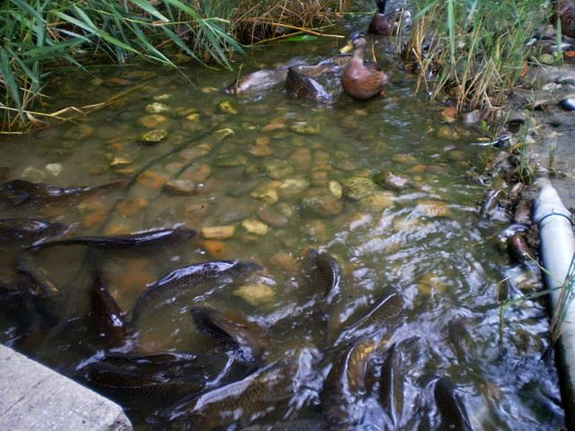 Fish feast in shallow water.