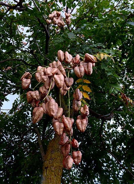 Golden Rain Tree pods