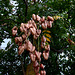 Golden Rain Tree pods