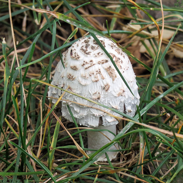 Shaggy Mane sp.