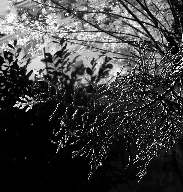 garden in black and white (PIPs!)