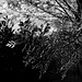 garden in black and white (PIPs!)